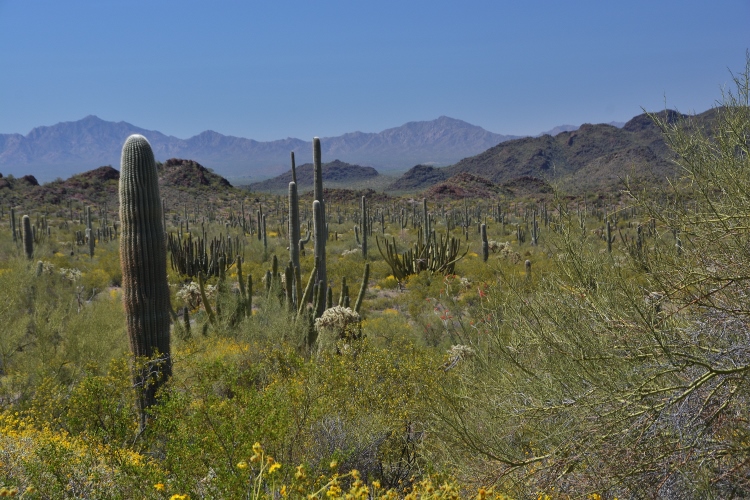 the desert floor